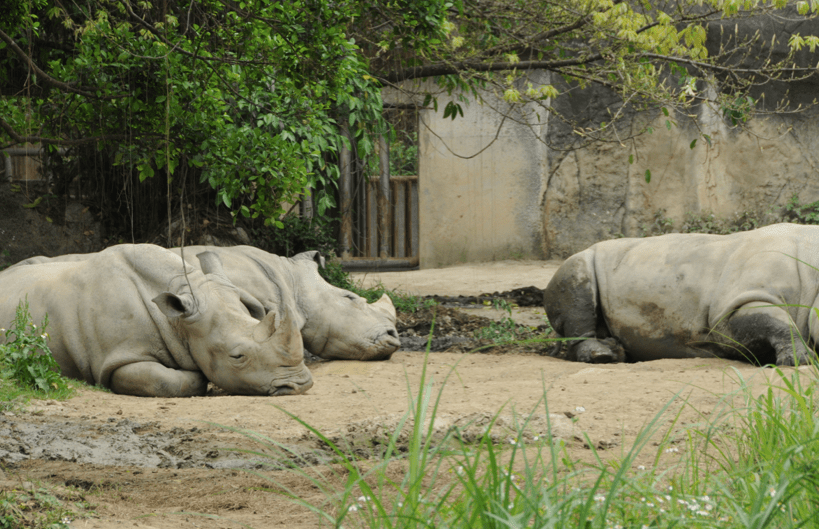 Taipei zoo 4 rhino