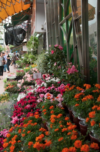 Flower market Mongkok 4