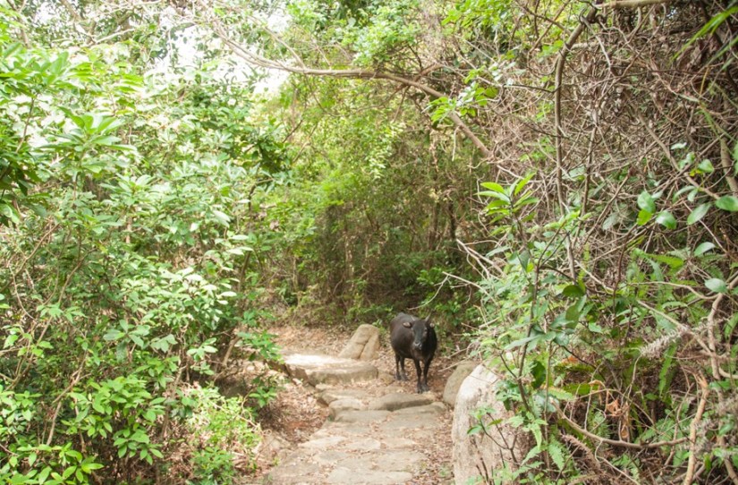 Lantau Trail 9-6 Vow on the way