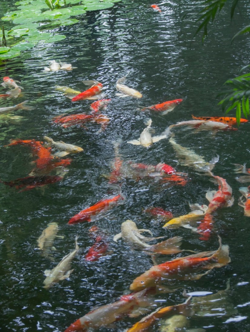 Bangkok Jim Thompson House 4 Goldfish