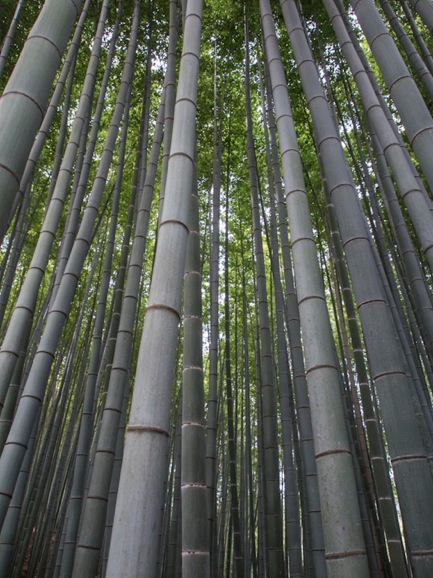 Bamboo Forest in Arashiyama 1