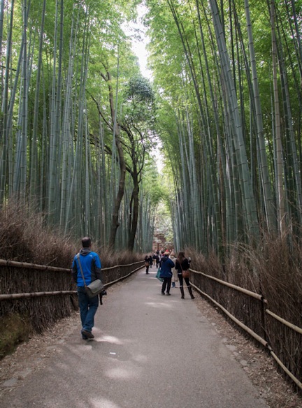 Bamboo Forest in Arashiyama 2
