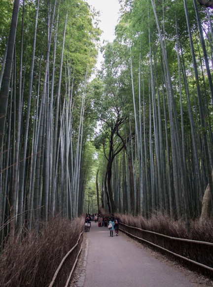 Bamboo Forest in Arashiyama 4