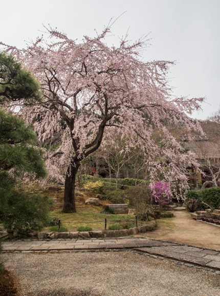 Jojakkoji Temple in Arashiyama 2