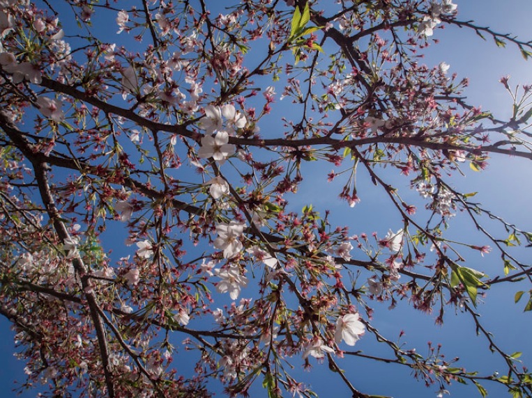 Kenchoji Temple Kamakura 3