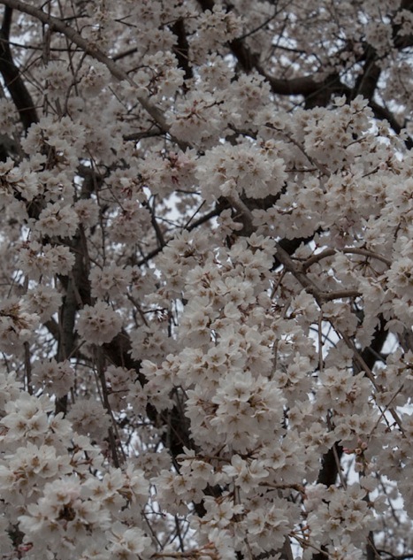 Sakura in Nijo Castle Kyoto 2