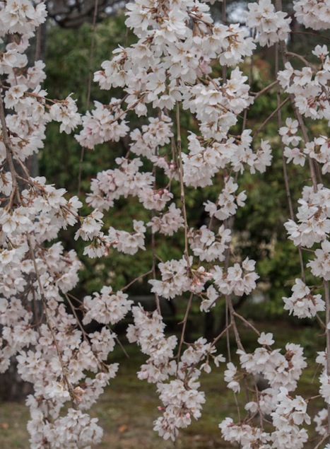 Sakura in Nijo Castle Kyoto 3