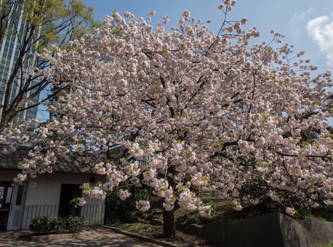 Sakura in Tokyo 1