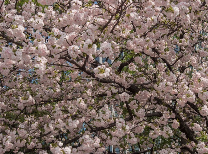Sakura in Tokyo 3