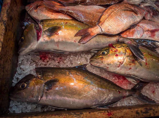 Tsukiji Fish Market Fish 2