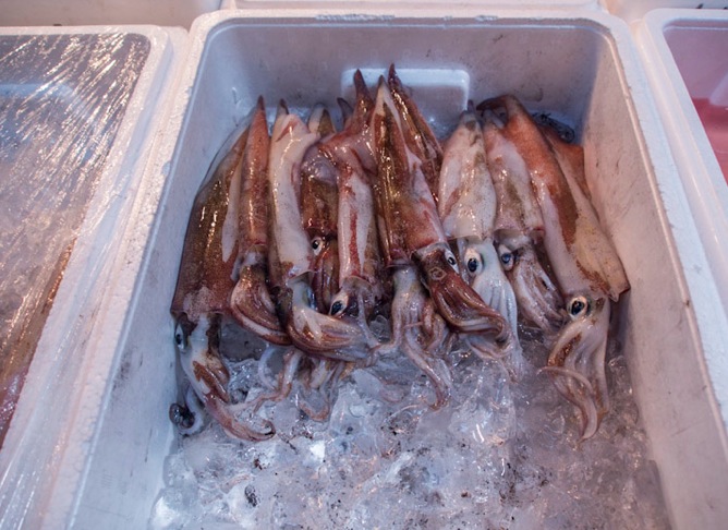 Tsukiji Fish Market Fish 6