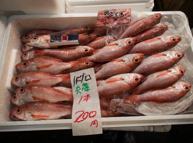 Tsukiji Fish Market Fish 7