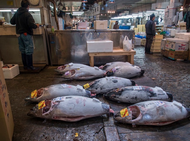 Tuna at Tsukiji FIsh Market 1