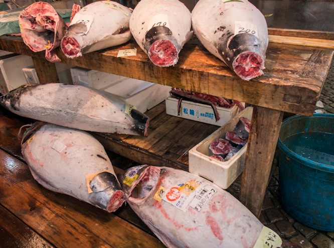 Tuna at Tsukiji FIsh Market 2