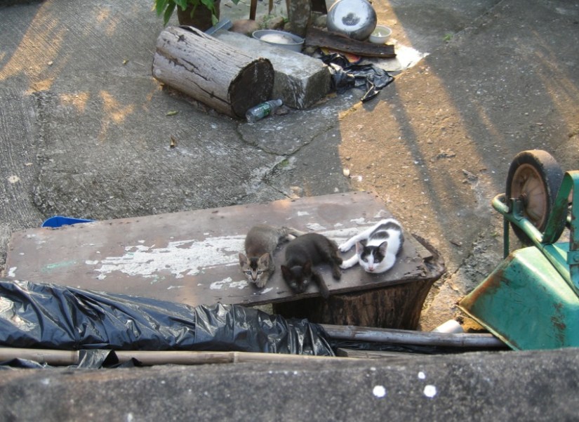 Tai O tu Tung Chung Hike 10 Kittens