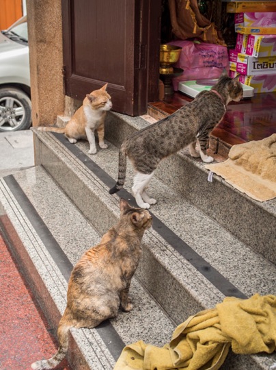 Bangkok Golden Buddha Cats