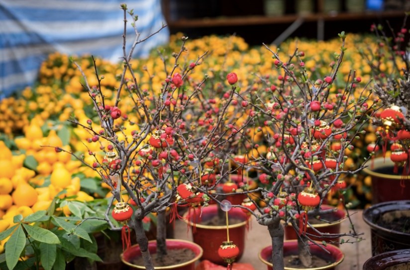 Victoria Flower Market 1 yellow and red