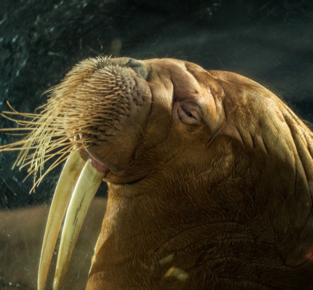 Ocean Park 2014-8 Walross