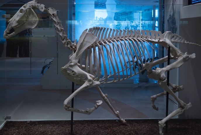 The Hong Kong Racing Museum Sep 2015-5