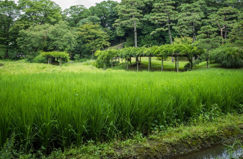 Tokyo Koshikawa Korakuen 2015-6