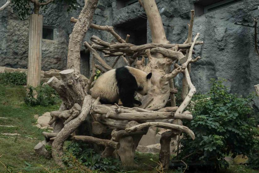 3 - Macau Giant Panda - Jan 2019