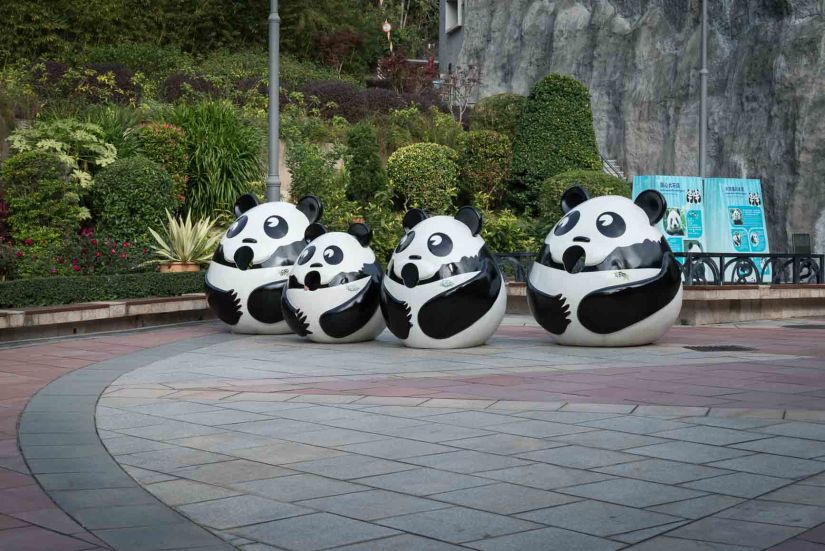 9 - Macau Giant Panda - Jan 2019